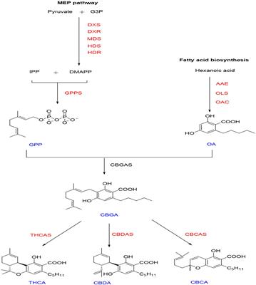 Identification of the Histone Deacetylases Gene Family in Hemp Reveals Genes Regulating Cannabinoids Synthesis